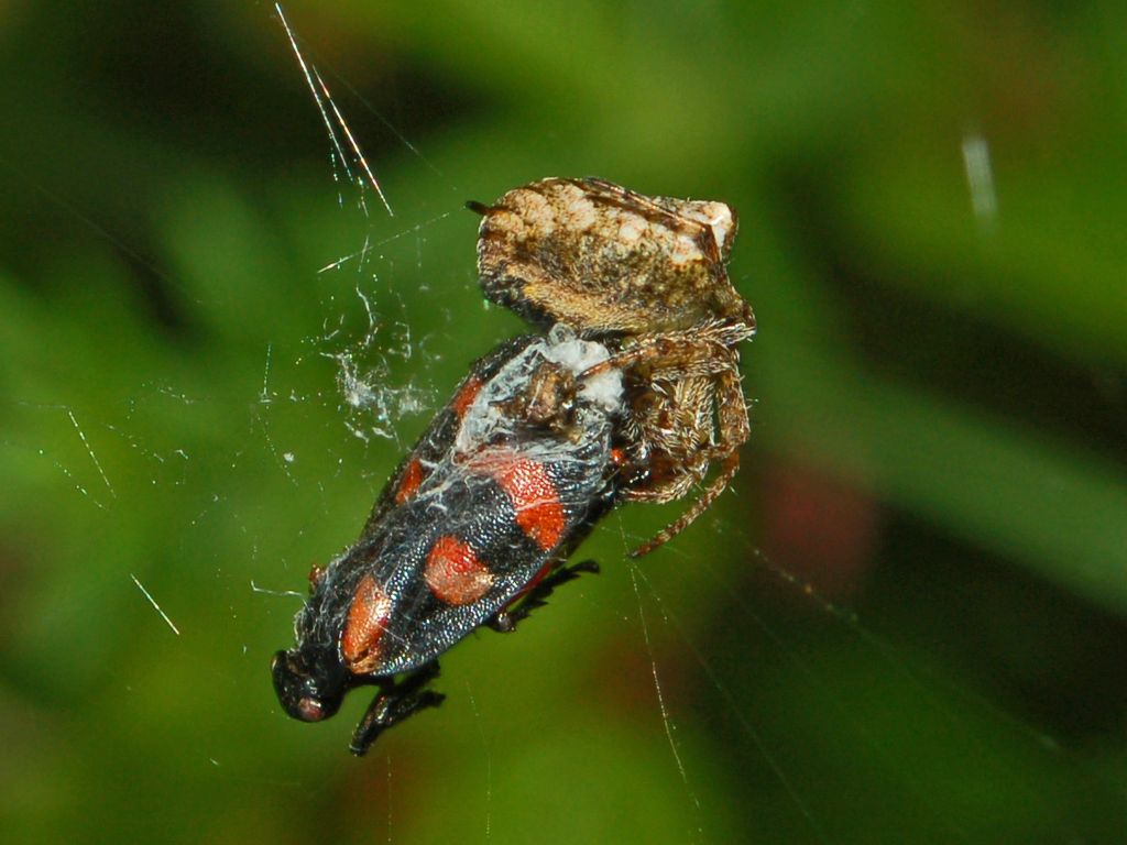 Araneus angulatus o G. bituberculata